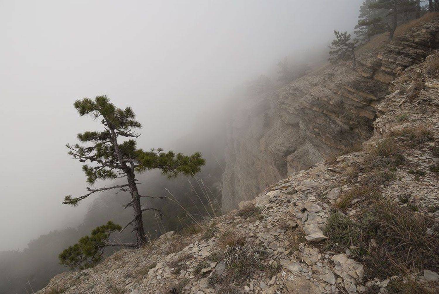 , Саша  Вайсберг / Waldschnepfe /