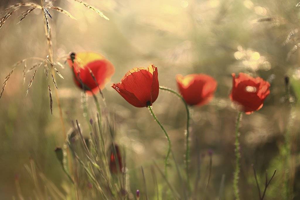 мак,цветок,красный,ботаника,бутоны,,декоративные,растения,дневной,естественный,желтый,зеленый,клумба,корзинка,красота,лепестки,лето,листья,макро,много,оранжевый,открытый,полоса,почва,прекрасный,природа,пышный,растение,растительность,рост,сад,садоводство,с, Виктор