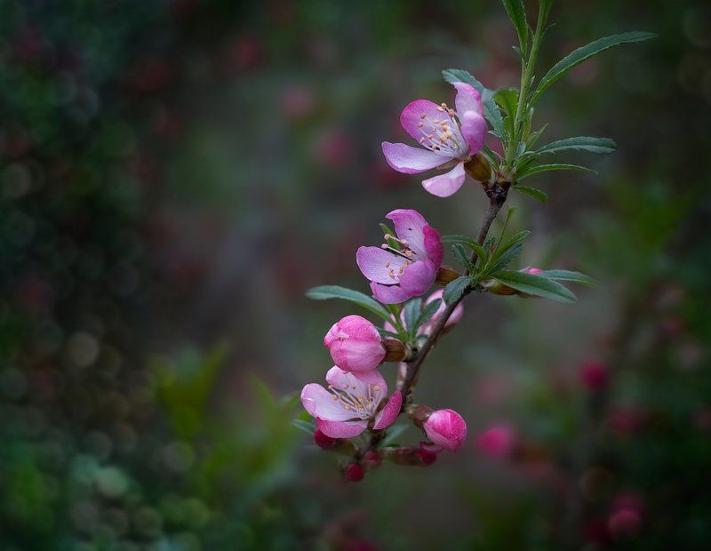 Весна, Флора, Цветение Просто была весна... фото превью