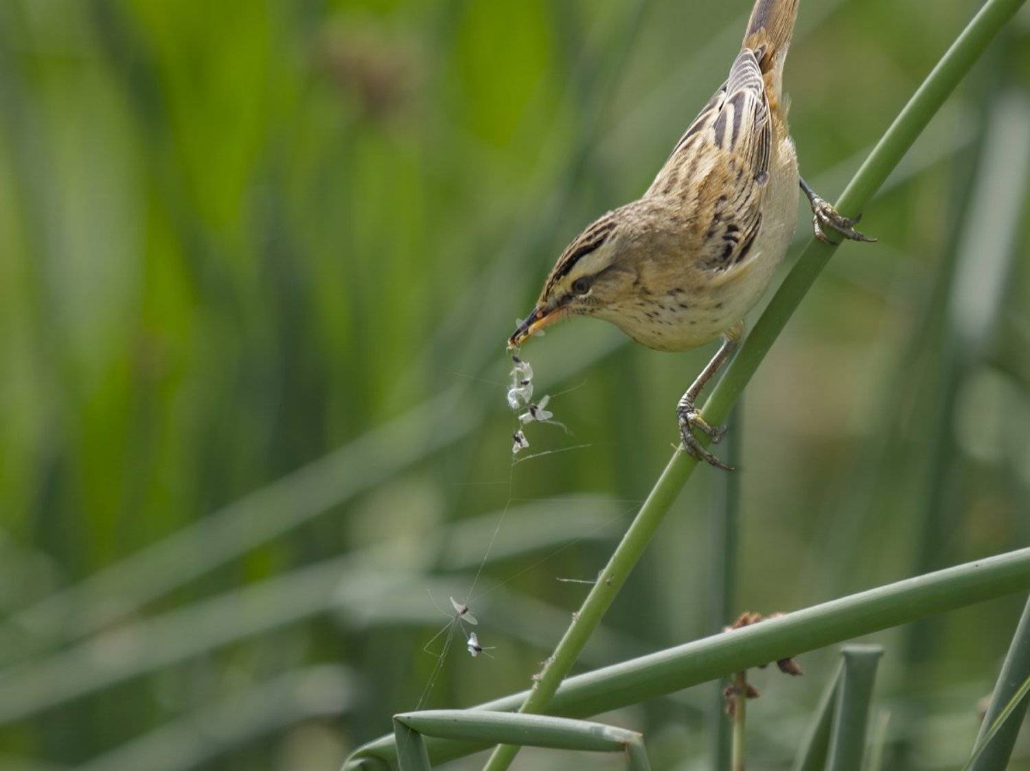 Acrocephalidae, Дикая природа россии, Дикие животные, Камышевка-барсучок, Птицы, Фотоохота, Сергей Волков