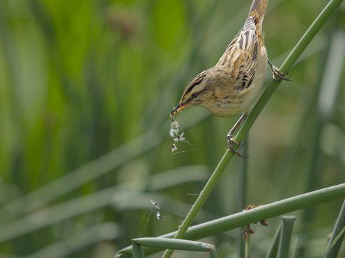 В третий раз закинул он невод....