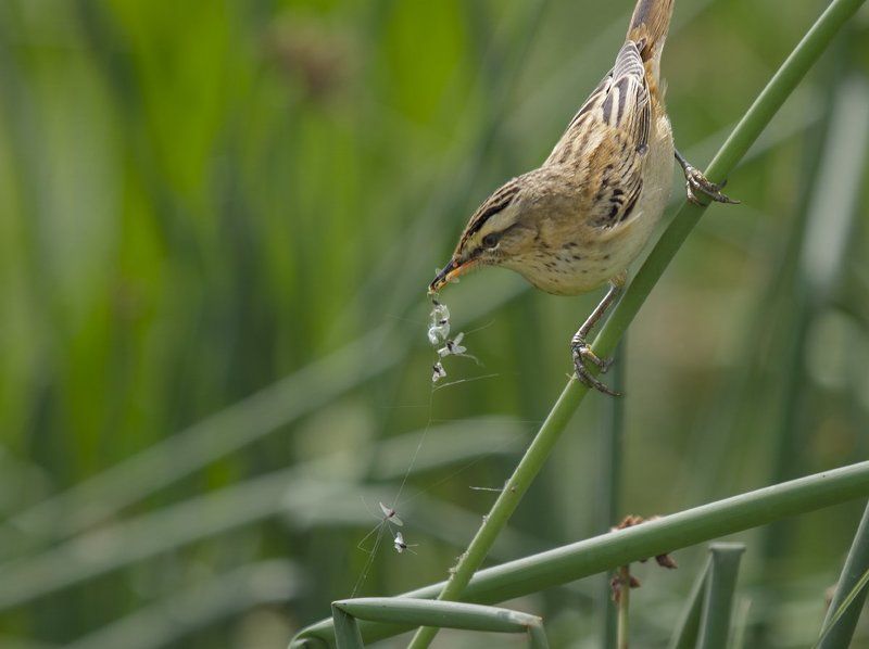 Acrocephalidae, Дикая природа россии, Дикие животные, Камышевка-барсучок, Птицы, Фотоохота В третий раз закинул он невод.... фото превью