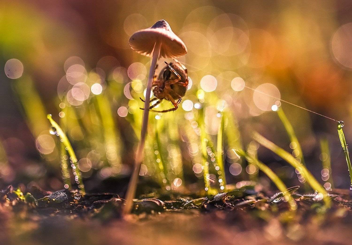 , Вячеслав Мищенко