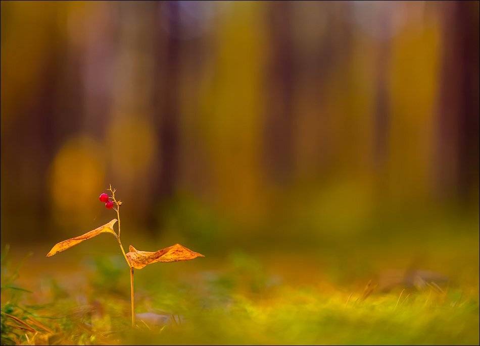 , Бурлов Андрей