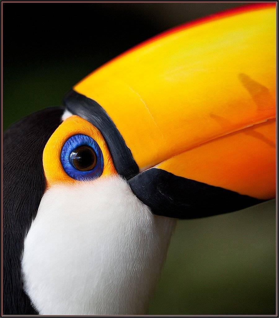 тукан, izh Diletant (Валерий Щербина)