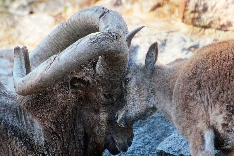 зоопарк, москва, дагестанский, тур Чувствуешь, дорогой.. Как запахло весной.. фото превью