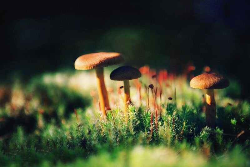 Лесное фото превью