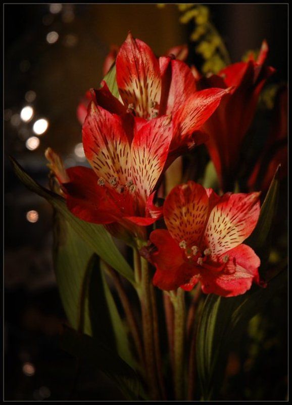 * фото превью