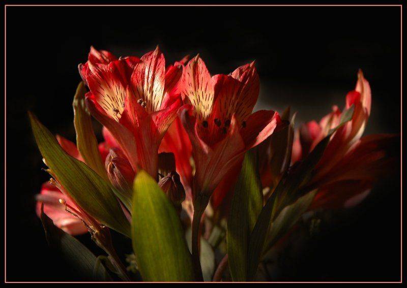 , Юлия Чекмарева