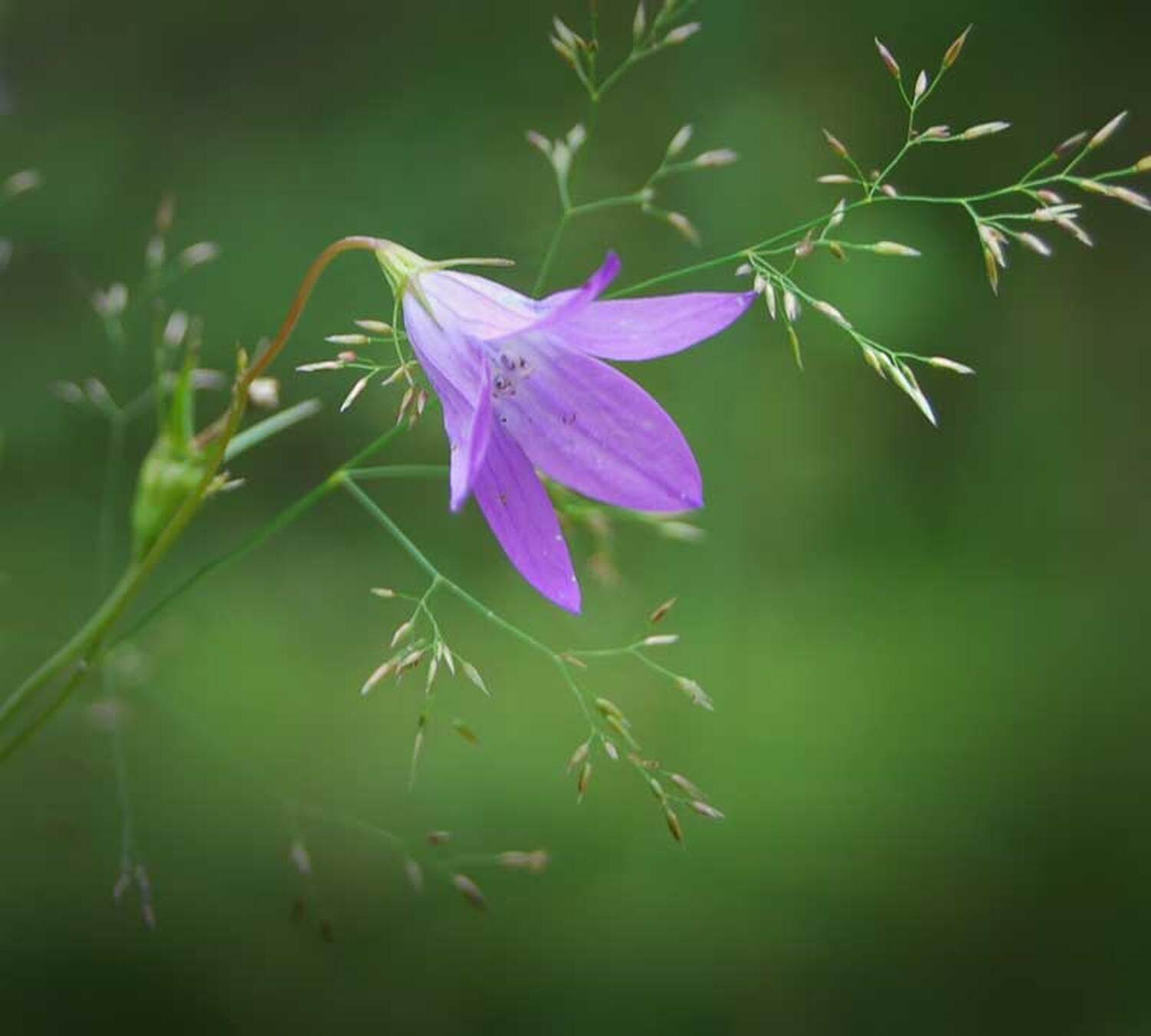 природа, цветы, лето, wamelia