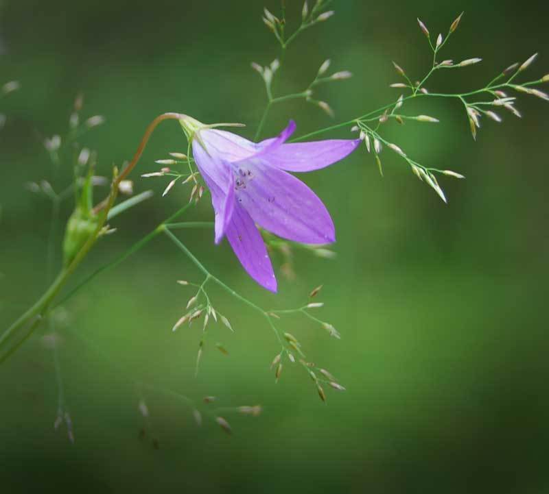 природа, цветы, лето *** фото превью