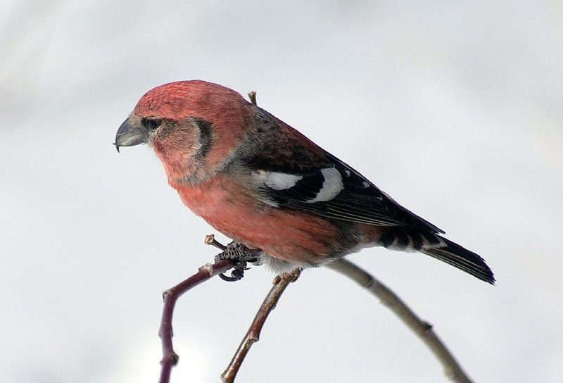 клёст Клёст белокрылый 2 фото превью