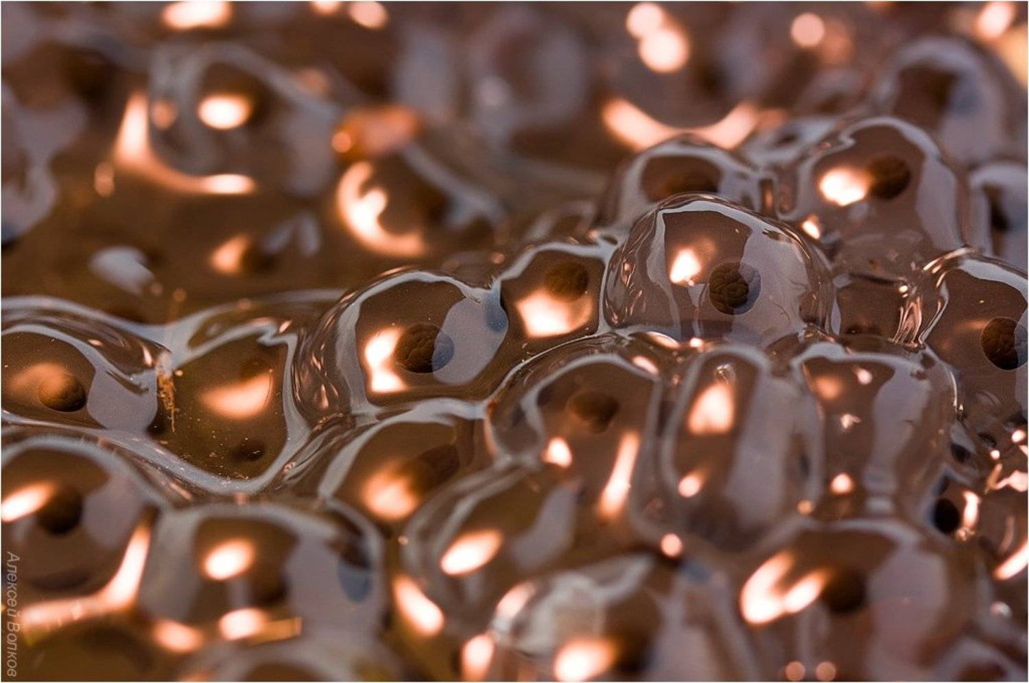 лягушка травяная, вода болото, лягушка, икра, Amazon-san