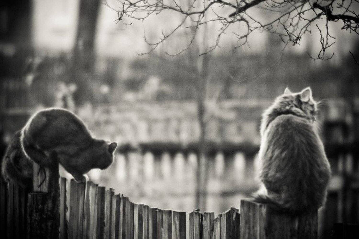 коты, юпитер 6, ч.б. , 20d, Raven.kir