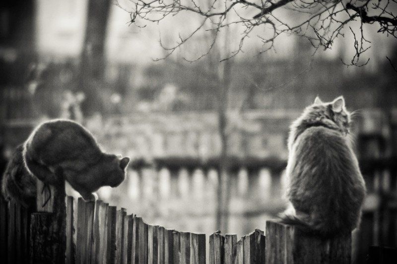 коты, юпитер 6, ч.б. , 20d cats фото превью