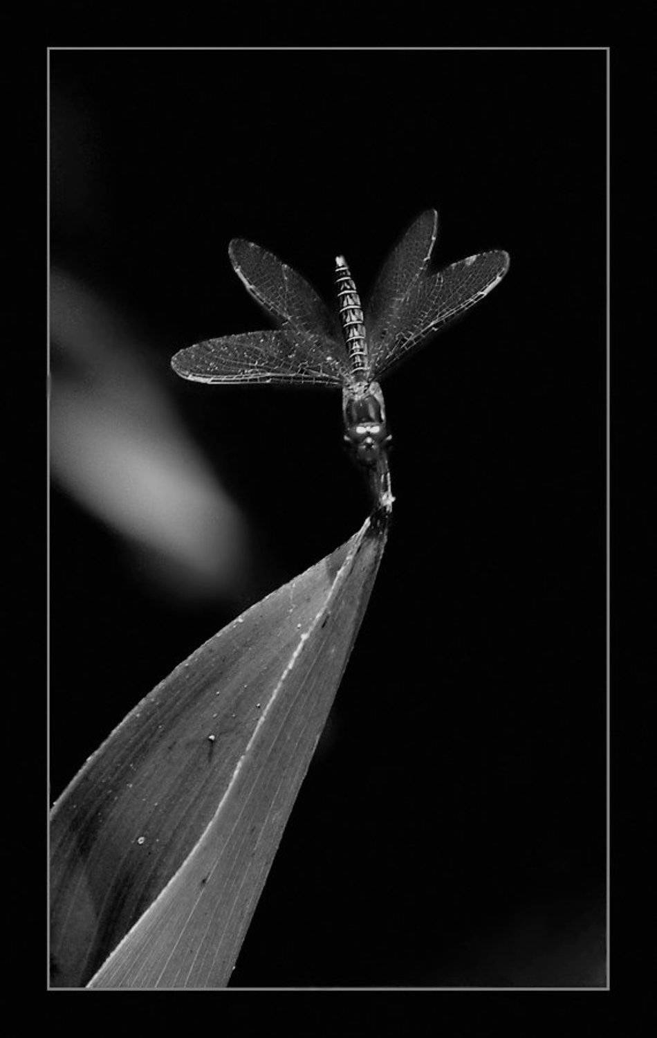 бабочки, Pavel