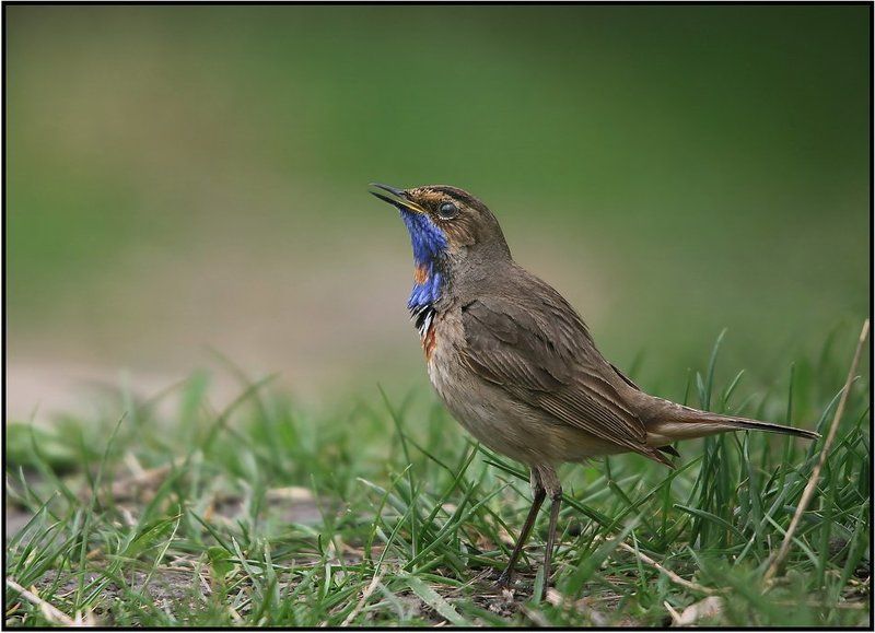 варакушка, luscinia, svecica Варакушка (Luscinia svecica) фото превью