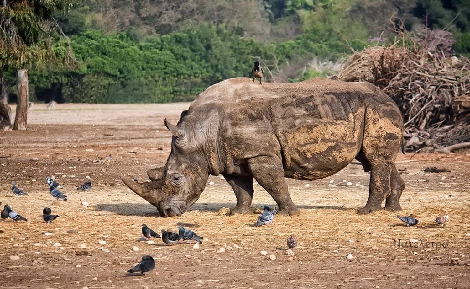 носорог, ворона, голуби, сафари, Nateletro