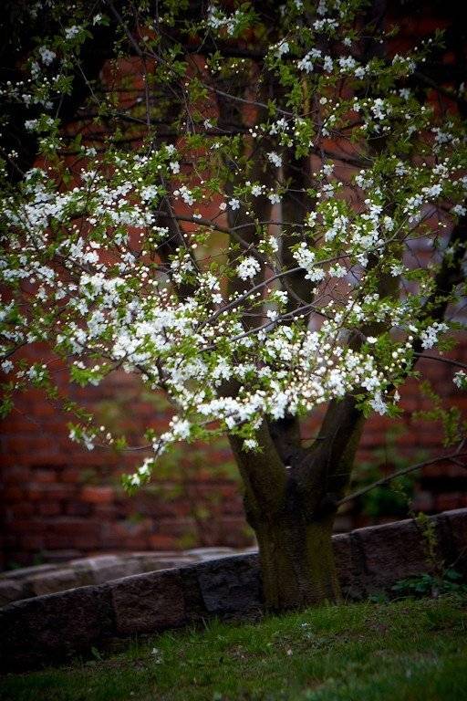 , Рафаэль Александрович Фоменко