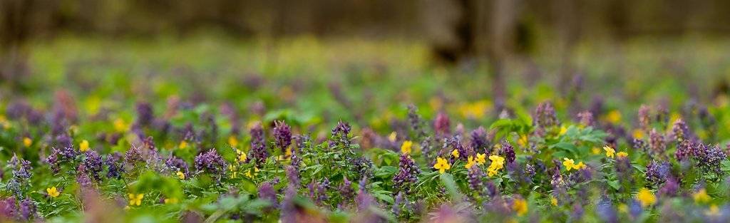 хохлатка, Юлия