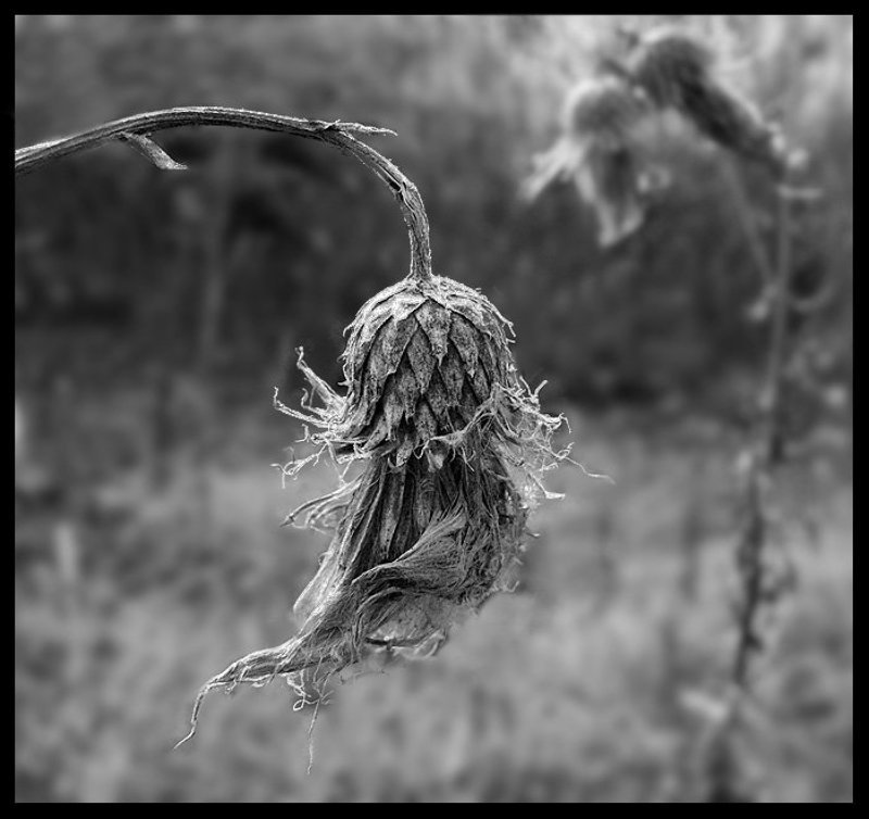 Dante фото превью