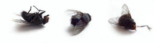 Цинично снятая муха