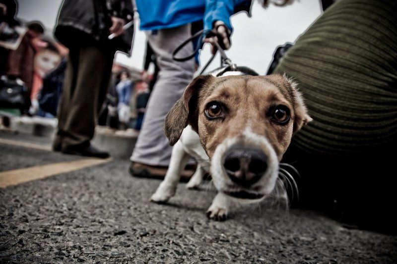 Любопытной Варваре... фото превью