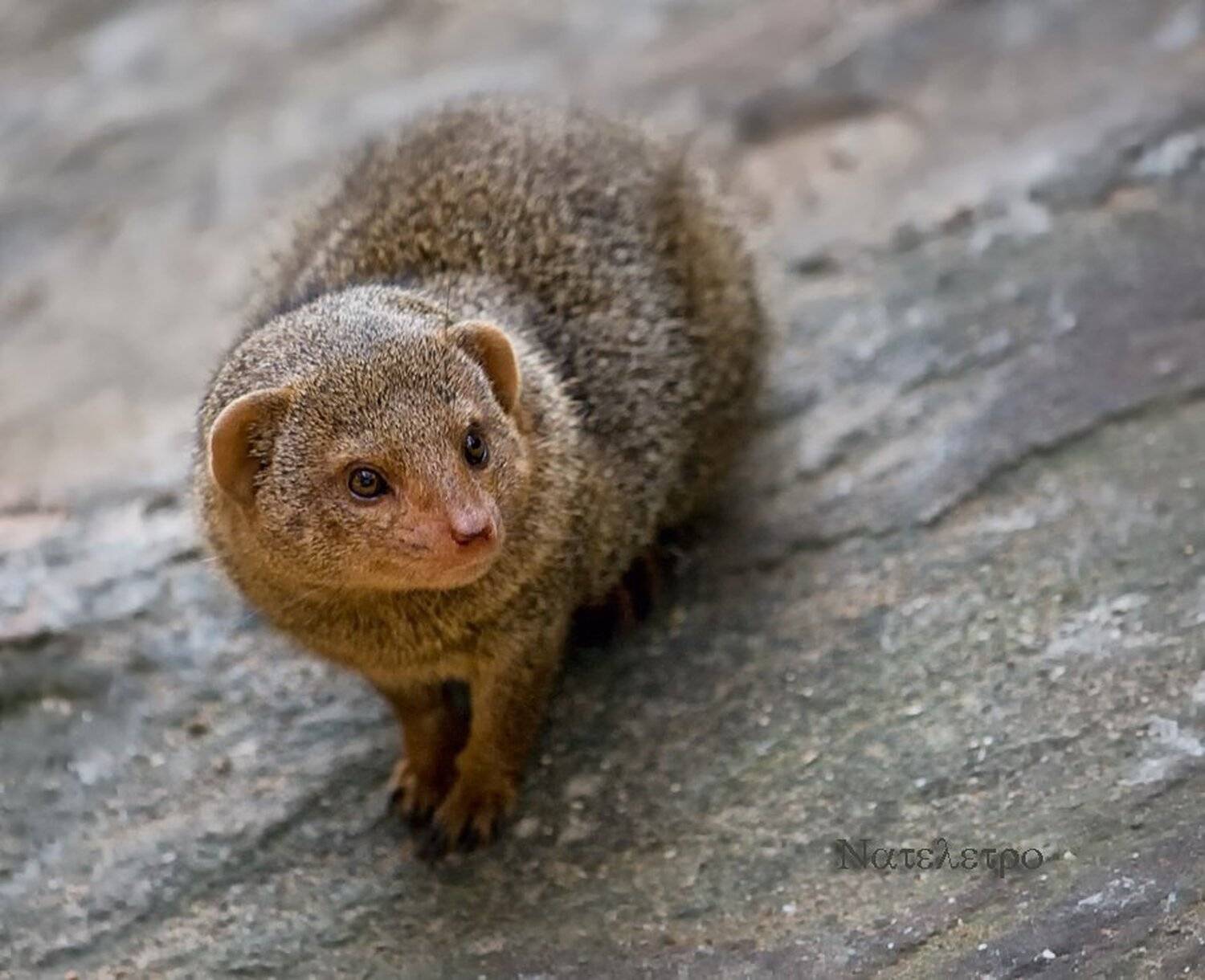 мангуст, Nateletro