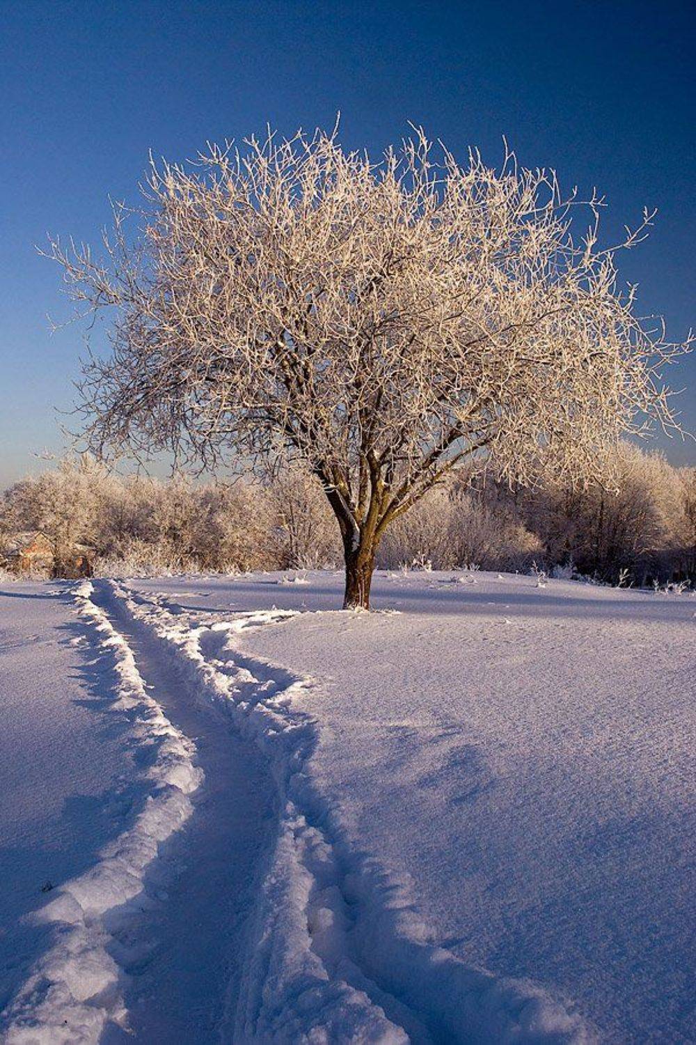 , Игорь Вишняков