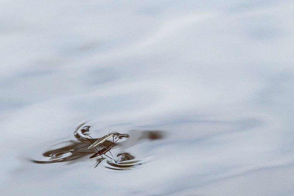 болотная, водомерка, Linas T