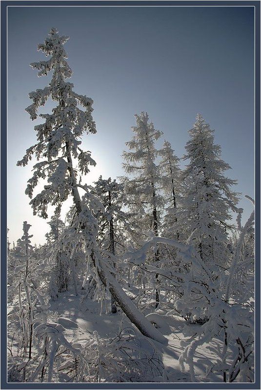 мороз, зима, север, тайга Морозный день фото превью