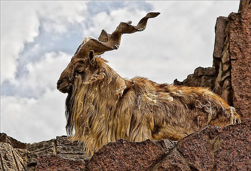 Винторогий фото превью