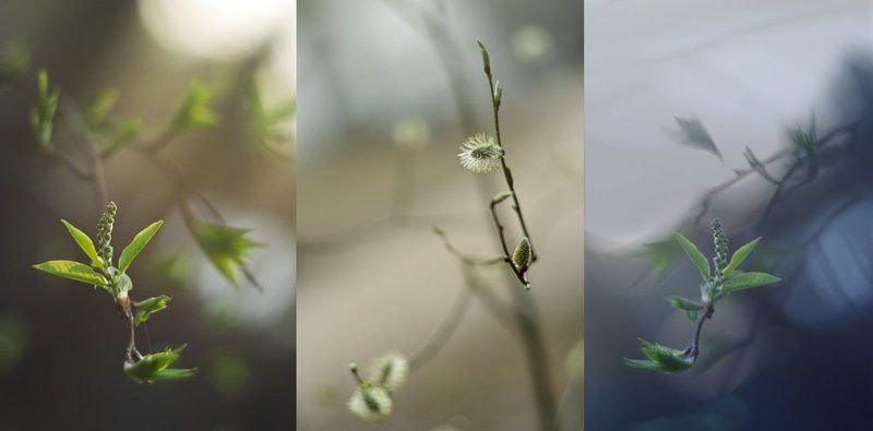 весна, , лес, , bokeh Весенние этюды фото превью