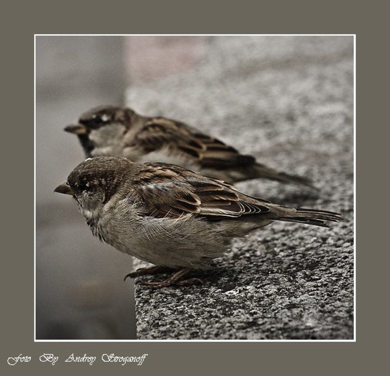 * * * фото превью