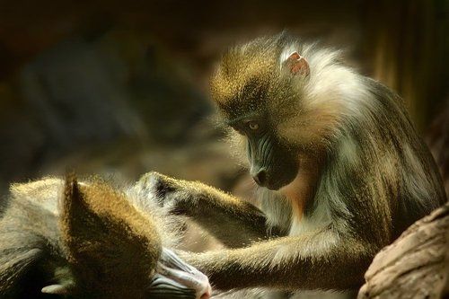 При ловле блох нужна не скорость, а сноровка.. Аккуратность, тренировка... И конечно же, само собою.. Делать все нужно с душою...