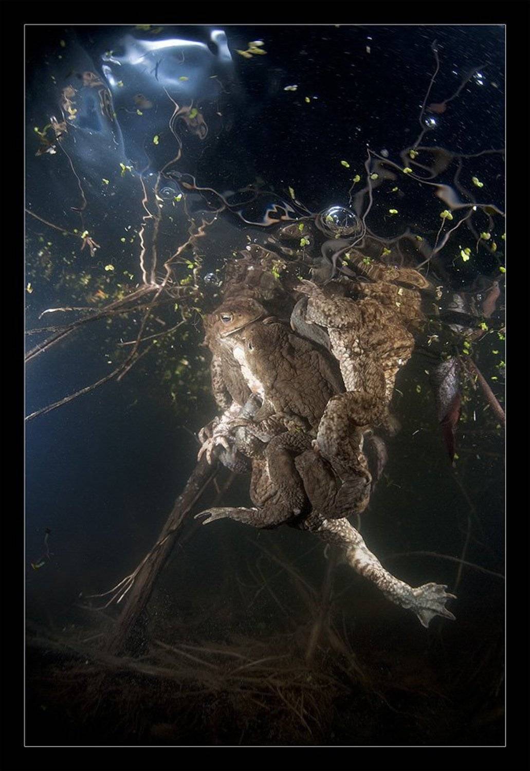 жабы,лягушки,, Нарчук Андрей