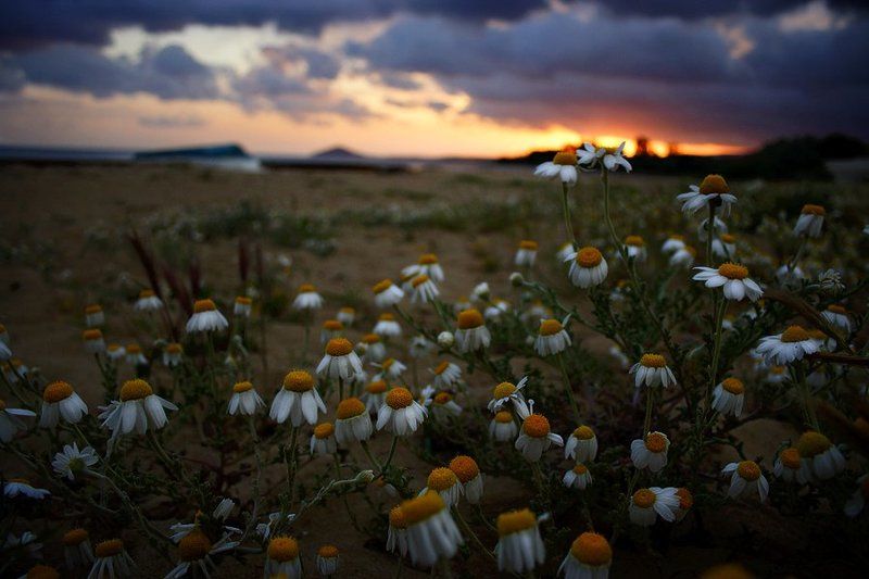 Вечерние... фото превью