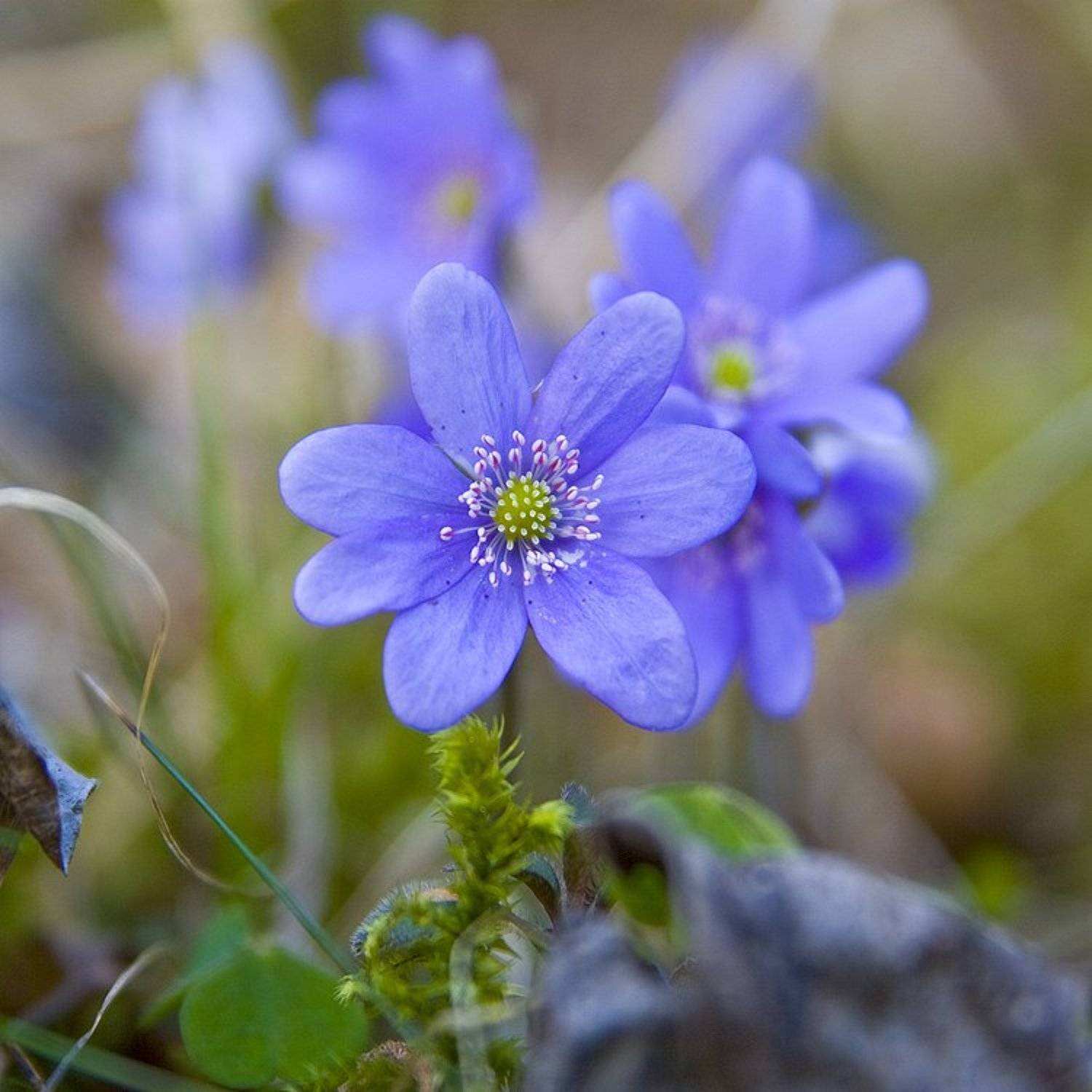 , Viktor Kalechenkov