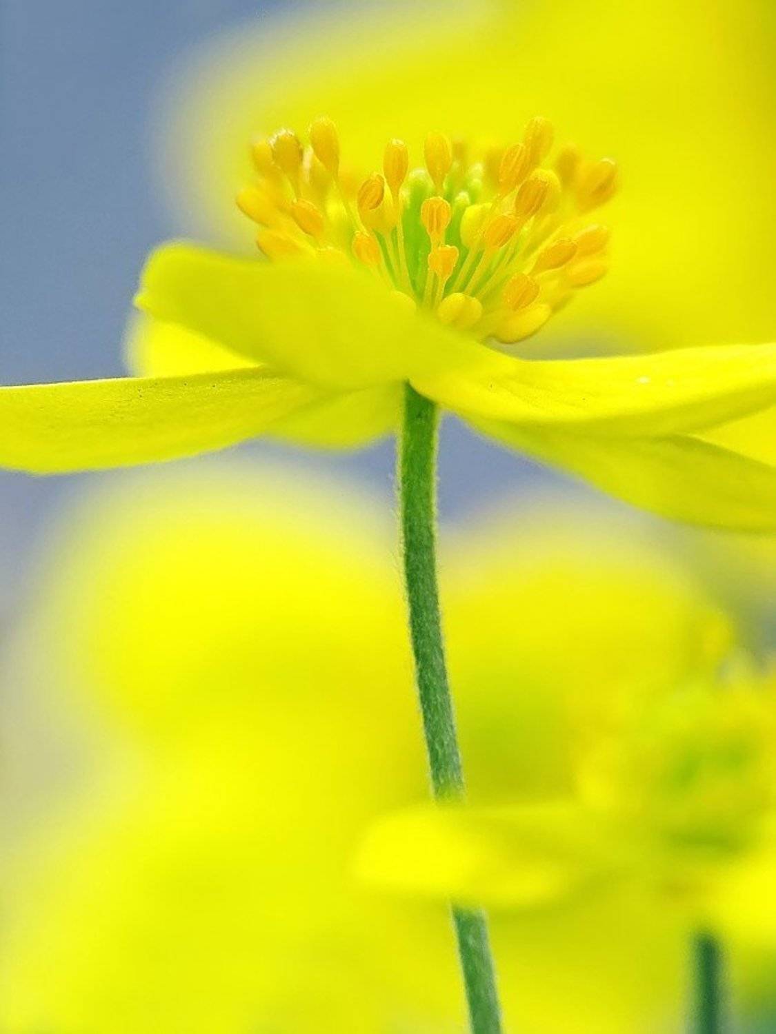 лютик, цветок, весна, Елена Ворона