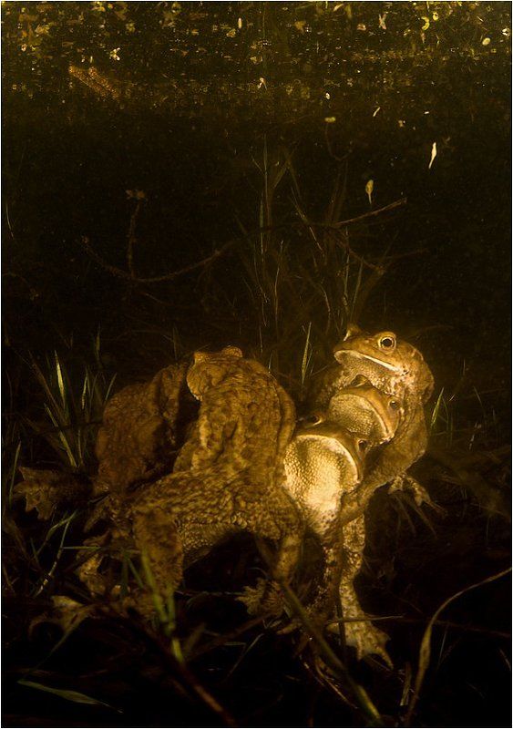 в_очередь! Кавалеры фото превью