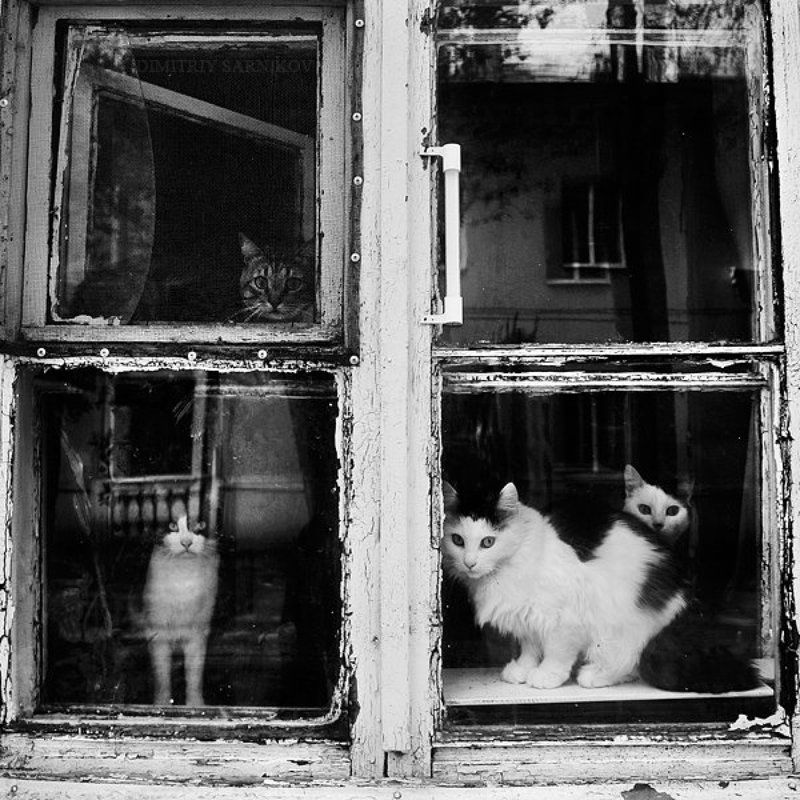 *** фото превью