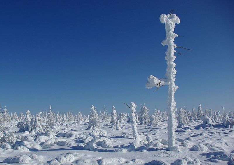 заполярье, зима, мороз, лесотундра Солнечное Заполярье фото превью