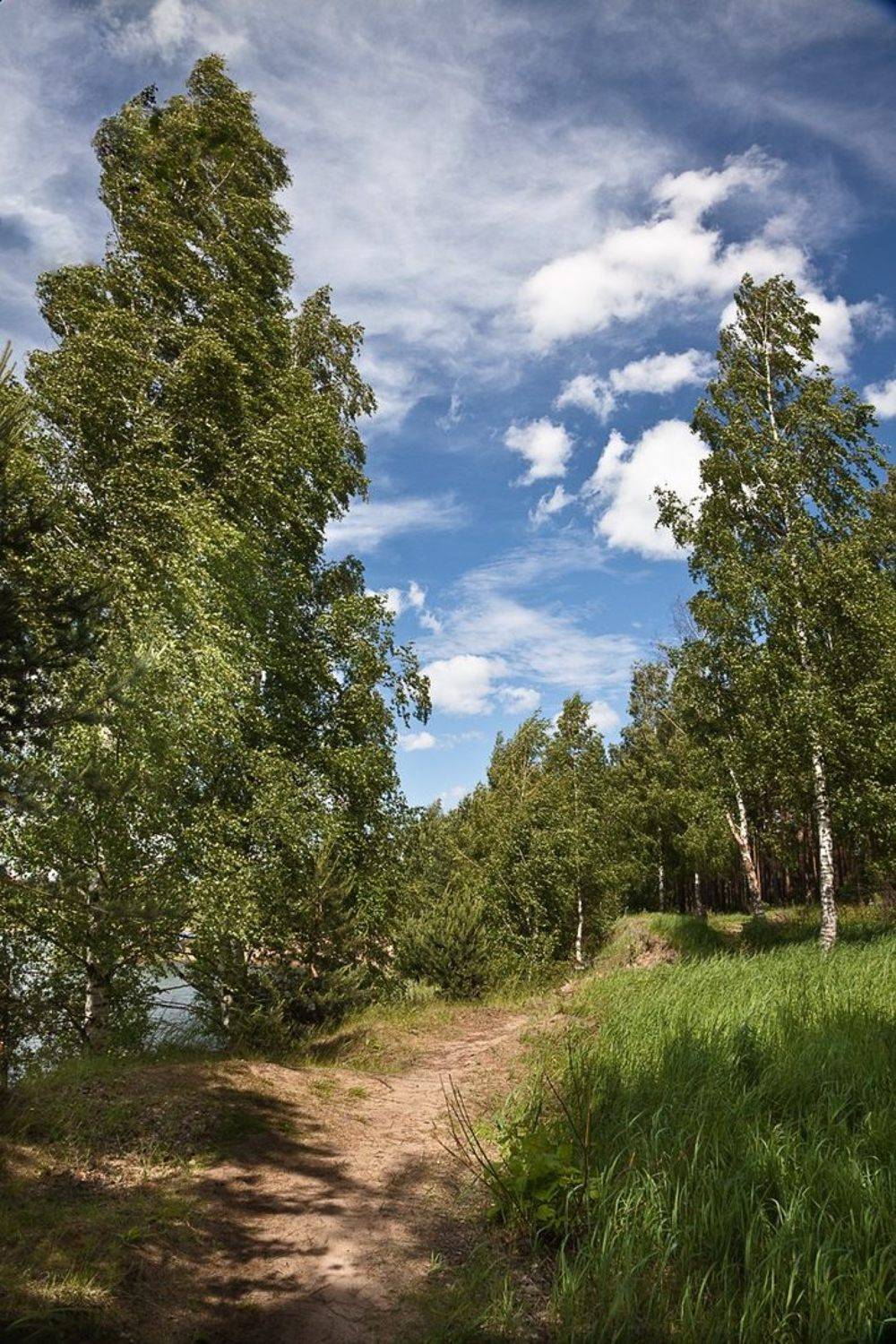 лес,пейзаж, Иван