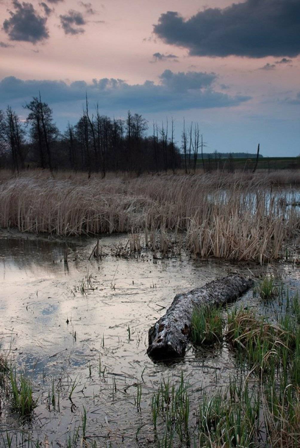 faniz, крокодил, вечер, fanizzz