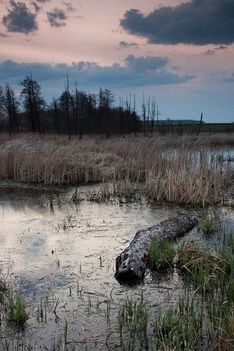 песенка про крокодила