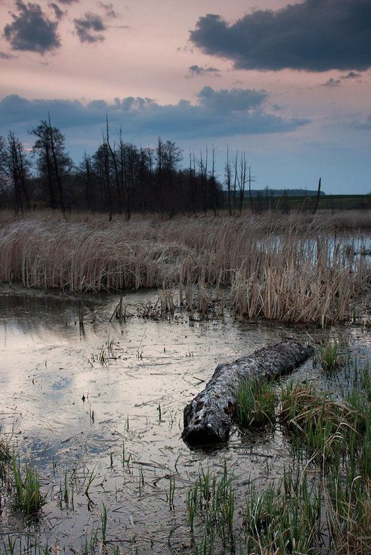 faniz, крокодил, вечер песенка про крокодила фото превью