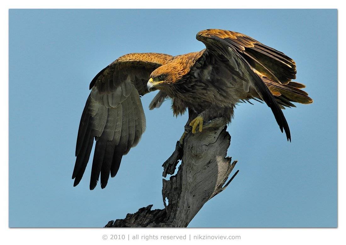 орел, птица, дикие животные, Николай Зиновьев