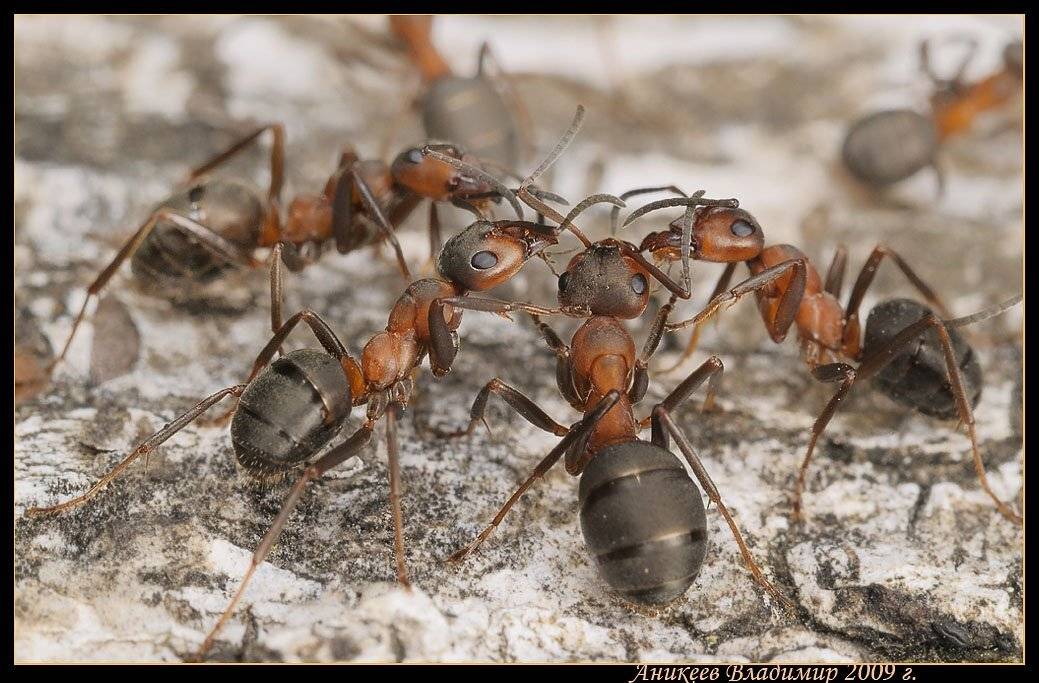 муравьи, формика, formica, rufa, Аникеев Владимир