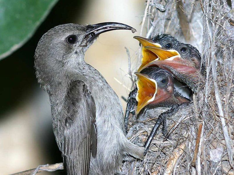 кто заказывал бустраму?  (таир 3с) фото превью