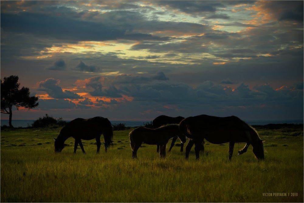 байкал, вечер, лошади, сентябрь, закат, Виктор Перякин